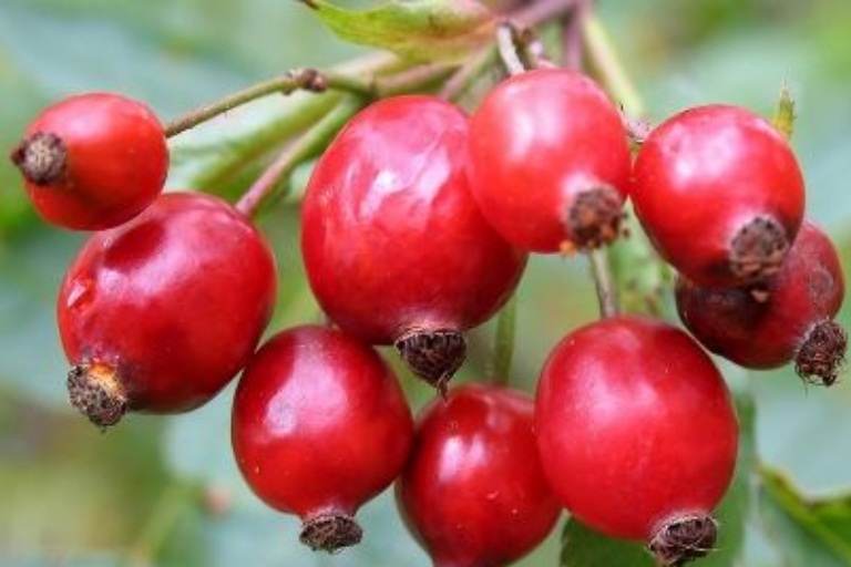 10-amazing-rosehip-seed-oil-benefits-for-face-skin-and-hair-search